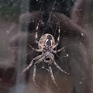 Orange cross spider -Araneus diadematus - underside