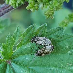 Nettle bugs - Heterogaster urticae