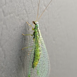 Green lacewing - Chrysopa perla