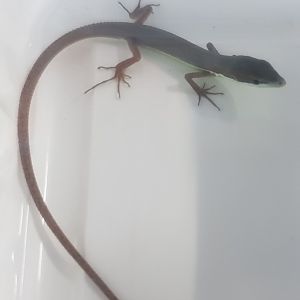 Takydromus smaragdinus