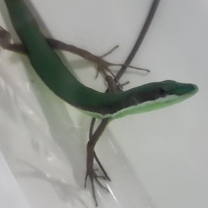 Takydromus smaragdinus