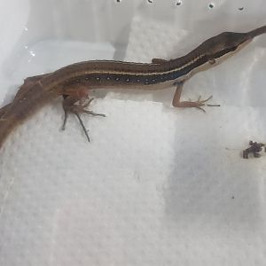 Takydromus sexilineatus