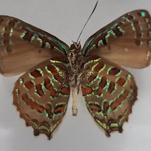 Butterfly specimen ID