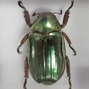 Beetle specimen ID
