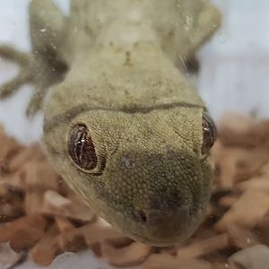 Homopholis wahlbergii