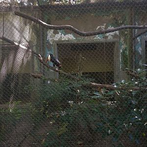 Toucan Aviary