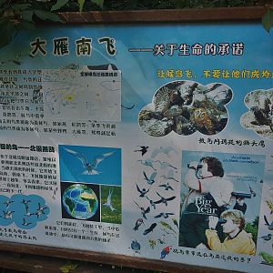 Hangzhou Zoo Big Year 2018
