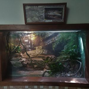 Siamese Crocodile exhibit