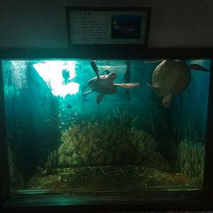 Sea Turtle Tank