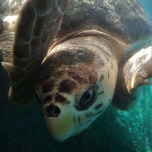 Sea Turtle