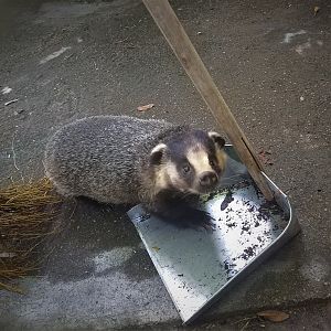 Asian Badger