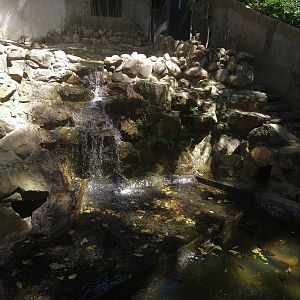 Asian Small-clawed Otter
