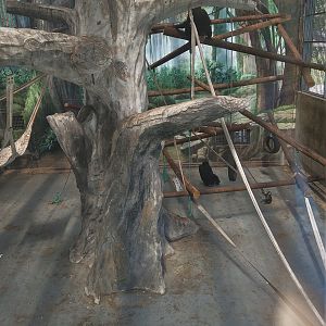 Common Chimpanzee Indoors