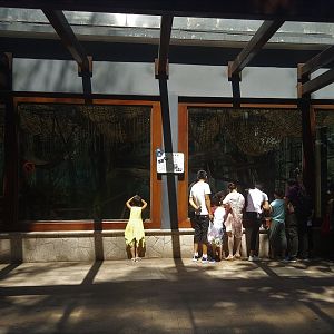 Common Chimpanzee Indoor Viewing