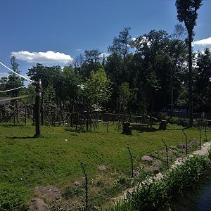 Common Chimpanzee Enclosure