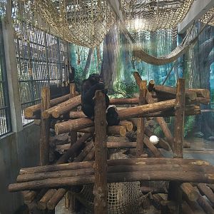 Common Chimpanzee Indoors