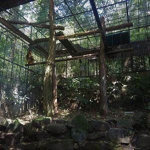 Golden Monkey Exhibit