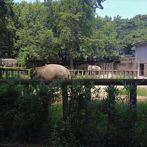 Asian Elephant Exhibit