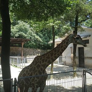 Giraffe Exhibit