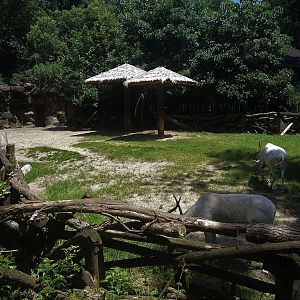 Addax Paddock