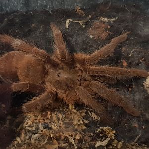 Chylobnechys huahini