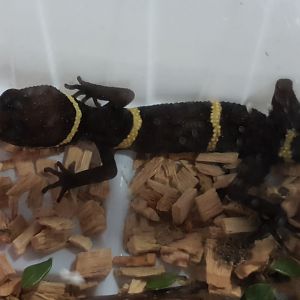 Goniurosaurus hainanensis