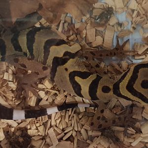 Goniurosaurus araneus