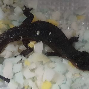 Tropidophorus baconi