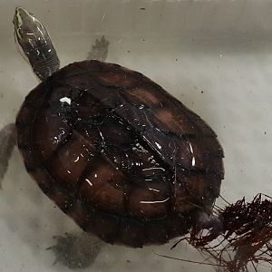 Annam leaf turtle - Mauremys annamensis