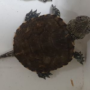 Italian pond turtle - Emys orbicularis galloitalica