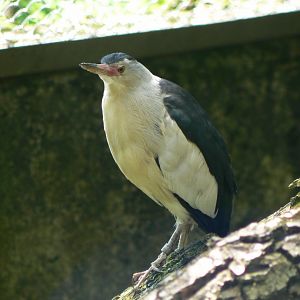 Little Bittern - 4 June 2019