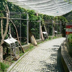 Riparian Forest Aviary - 4 June 2019