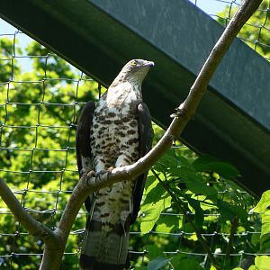Western Honey Buzzard - 4 June 2019