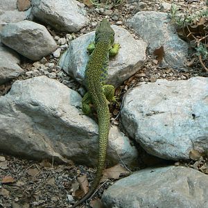 Ocellated Lizard - 4 June 2019
