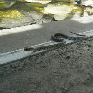 Grass Snake - 4 June 2019