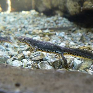 Alpine Newt - 4 June 2019