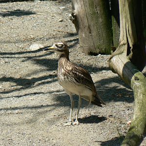 European Stone Curlew - 4 June 2019