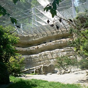 Northern Bald Ibis Aviary - 4 June 2019