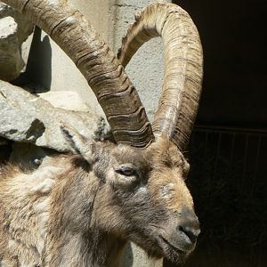 Alpine Ibex - 4 June 2019