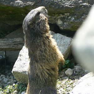 Alpine Marmot - 4 June 2019