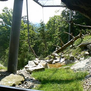 Lammergeier Aviary - 4 June 2019