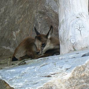 Alpine Chamois - 4 June 2019