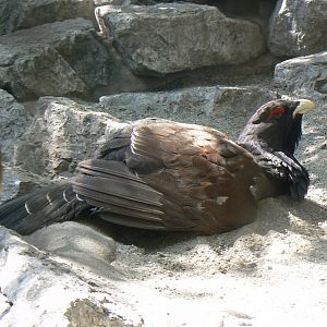 Western Capercaillie - 4 June 2019