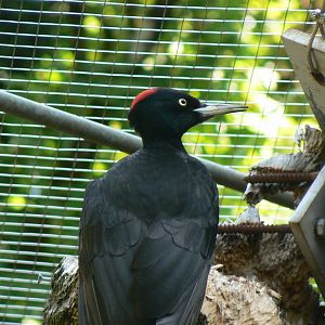 Black Woodpecker - 4 June 2019