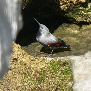 Wallcreeper - 4 June 2019