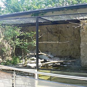 Common Kingfisher Aviary - 4 June 2019