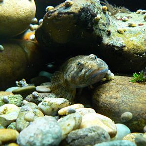 Fish Species - 4 June 2019