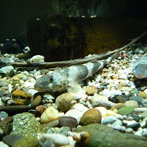 Streber - 4 June 2019