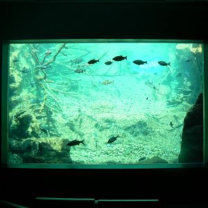 View into Lake Aquarium - 4 June 2019