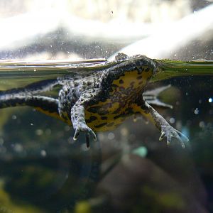 Yellow-bellied Toad - 4 June 2019